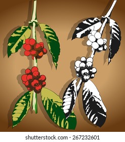 Vector illustration of  coffee  branch.