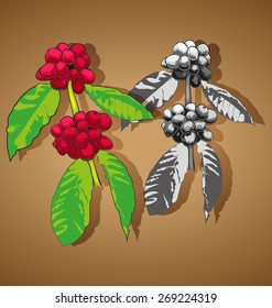 Vector illustration of  coffee  branch.