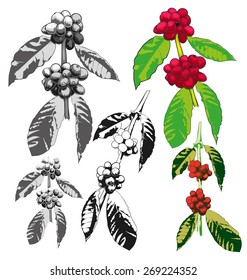 Vector illustration of  coffee  branch.