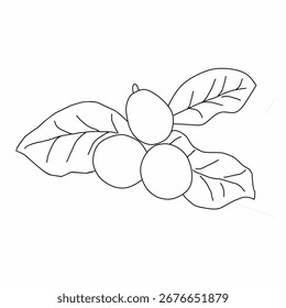 Ilustración vectorial de la fruta y las hojas del café en estilo dibujado a mano
Ilustración vectorial dibujada a mano de bayas y hojas de café. Contorno de fruta de café sin color. Adecuado para actividades de coloración y 