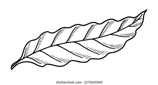 ILUSTRACIÓN VECTORIAL DE UNA HOJA DE CAFÉ AISLADA EN UN FONDO BLANCO. DIBUJO A MANO