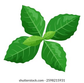 Vector illustration of coffee leaves seen from above