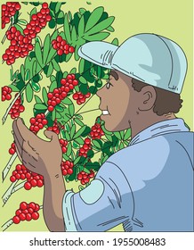 Vector illustration - coffee picker, coffee plantation