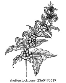 Vector illustration of a coffee tree branch in engraving style