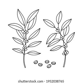 Vector illustration of a coffee tree branches, with beens. Line art. Suitable for cafe, coffee producers and shops.