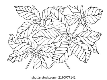 vector illustration of coffee tree branches in the form of sketch art suitable for background designs, templates and illustrations