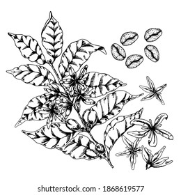 
Vector illustration of the Coffee tree with leaves, flowers and beans. Botanical sketch. Hand drawing on white background
