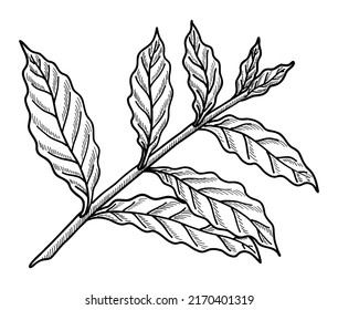 VECTOR ILLUSTRATION OF A COFFEE TWIG ISOLATED ON A WHITE BACKGROUND. DOODLE DRAWING BY HAND
