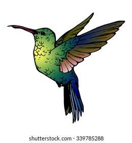 vector illustration of colibri