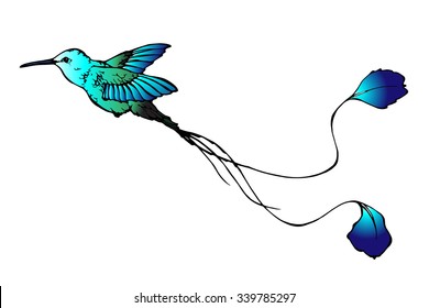 vector illustration of colibri with long tail