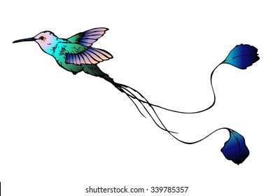 vector illustration of colibri with long tail