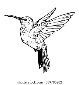 vector illustration of colibri; outline of colibri