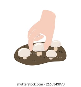 Vector illustration collect mushrooms. Pluck fresh champignon. Ripe vegetable mushroom to eating, vegetarian gourmet. Concept Mushroom champignon.