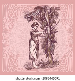 Ilustración vectorial de la recolección de granos de cacao de un árbol. Niña cogiendo granos de cacao con un machete.