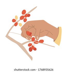 Vector illustration - Collecting coffee on the plantation. Man's hand picks a coffee berry from a bush close-up