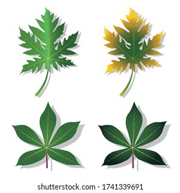 Colección de ilustraciones vectoriales de hojas de yuca y hojas de papaya. Elegante ilustración de belleza decorativa para el diseño.