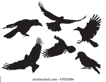 Vector illustration collection of crow silhouette in different flight positions