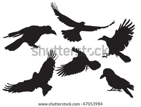 Vector illustration collection of crow silhouette in different flight positions