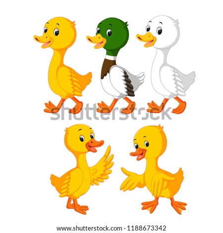 vector illustration of the collection of the cute ducks in the different color