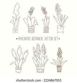 Vector illustration with collection of different jacinths, hyacinths. Drawn botanical set