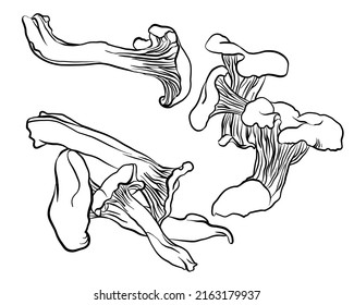 Vector illustration collection of forest mushrooms chanterelles black outline on a white background.