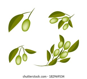 Vector Illustration Collection of Fresh Green Olives and Leaves Hanging on Tree Branch Isolated on White Background. 
