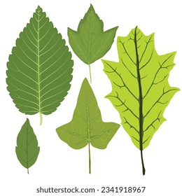 Ilustración vectorial de la recolección de hierbas vegetales de vegetación vegetal de hojas tropicales. Diferentes diseños de hojas verdes y follaje tropical al estilo de dibujos animados planos. Hojas aisladas sobre fondo blanco,