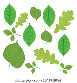 Vector illustration collection of greenery leaf plant forest herbs tropical leaves. Different green leaf design and tropical foliage in flat cartoon style. Leaves drawing isolated on white background,