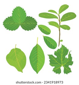 Ilustración vectorial de la recolección de hierbas vegetales de vegetación vegetal de hojas tropicales. Diferentes diseños de hojas verdes y follaje tropical al estilo de dibujos animados planos. Hojas aisladas sobre fondo blanco,