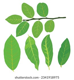 Vector illustration collection of greenery leaf plant forest herbs tropical leaves. Different green leaf design and tropical foliage in flat cartoon style. Leaves drawing isolated on white background,