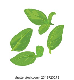Vector illustration collection of greenery leaf basil plant. Forest herbs tropical leaves in cartoon flat style. Different green leaf design and tropical foliage. Leaves drawing isolated on white