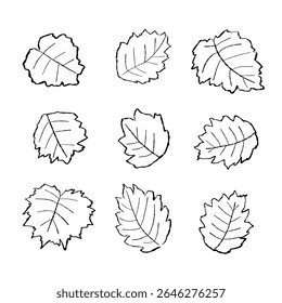 Vector illustration collection of outline leaves, perfect for botanical, decorative or eco concept