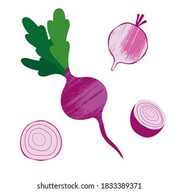 Vector illustration of collection of radish isotated on white background. illustration with textures. Whole and sliced vegetable.