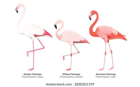Vector illustration collection set of three of the most widespread flamingos: Greater Flamingo that is mostly white with pink wing feathers, Chilean Flamingo that is shorter and mostly soft pink-peach, and American Flamingo that is known for its very red plumage.