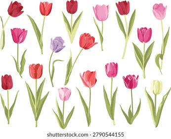 Vector illustration collection of vibrant tulip flowers with green leaves isolated on a white background. Beautiful botanical clipart set featuring red, pink, purple, and yellow tulips for spring decorations, wedding invitations, greeting cards, and floral graphic design.
