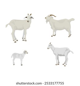 Vector illustration collection of white goat in cartoon flat style. Group goats in the grass field, breeds of domestic goat cartoon, dairy farming, kid goat vector illustration, poster, infographic