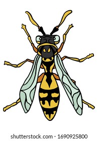 Ilustración vectorial de la avispa pintada a mano