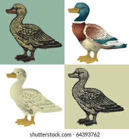 vector illustration. Color painted duck and imitation wood engraving