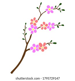 vector illustration in color, sakura branch, line drawing and silhouette, isolate on white background, template