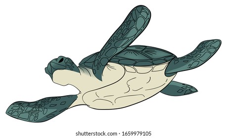  Ilustración vectorial. Tortuga marina aislada fondo blanco