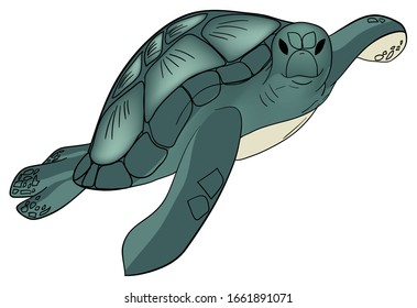 Vector illustration. Color sea turtle isolated white background