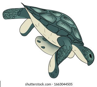 Vector illustration. Color sea turtle isolated white background