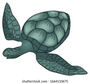 Vector illustration. Color sea turtle isolated white background