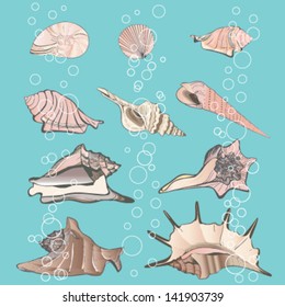 Vector illustration color shells