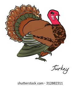 Vector illustration of Color turkey.Thanksgiving day