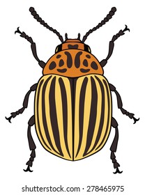 Vector illustration of colorado potato beetle isolated on white background