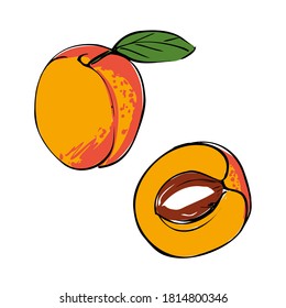 Vector illustration of a colored apricot on a white isolated background. Sketch for the store, banner, menu, and logo. EPS 10