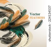 Vector illustration with colored vector feathers for your design