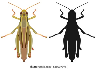 Vector illustration of a colored grasshopper and its silhouette isolated on white background, top view.