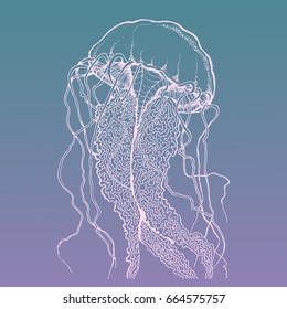 Vector illustration colored jellyfish